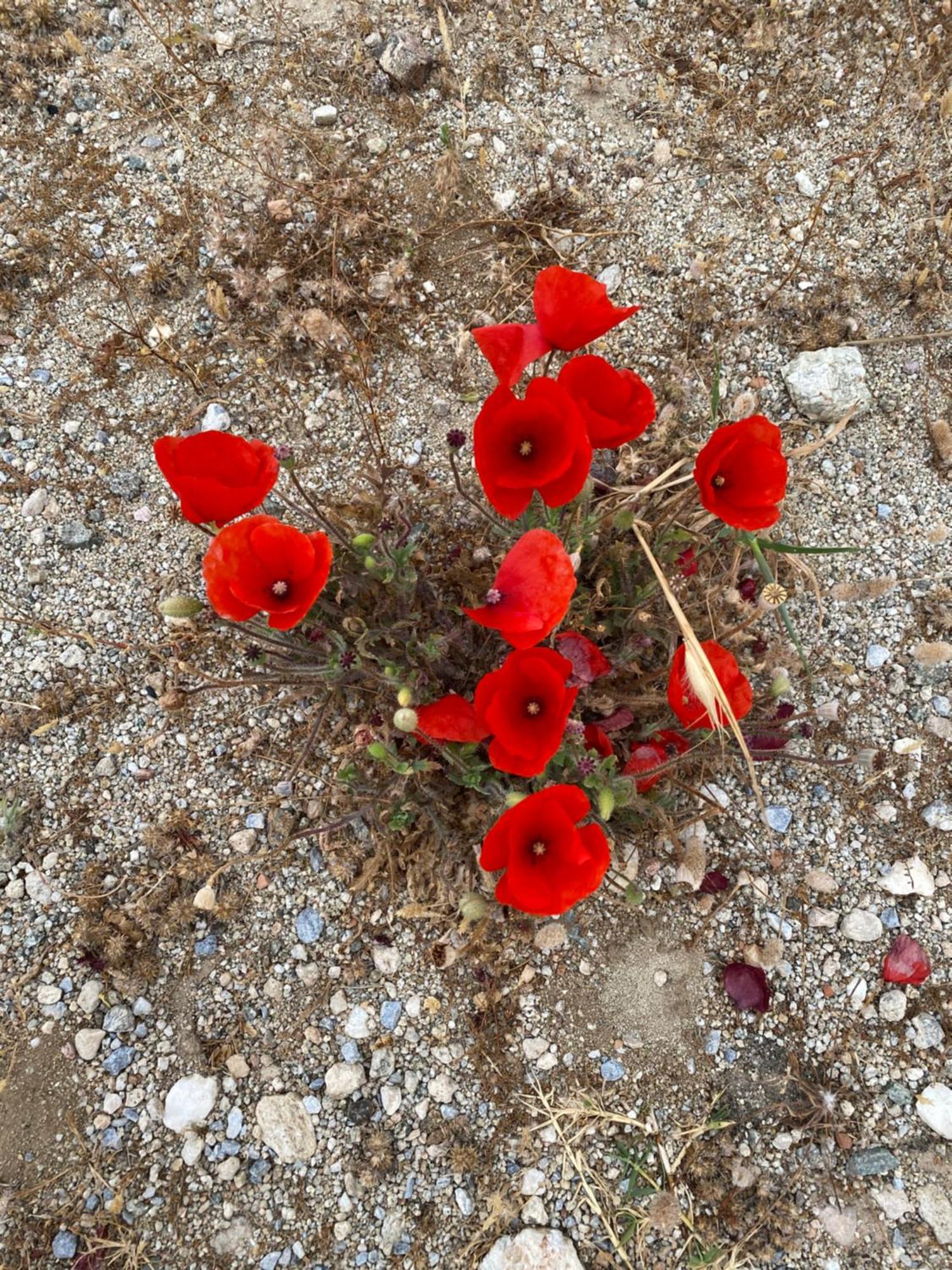 דירות Kastrákion Baetylus מראה חיצוני תמונה